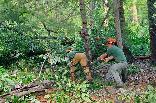 Best Tree Trimming and Pruning  in USA